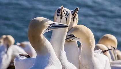 九游体育-伊朗男篮在亚洲预赛中拼搏奋战，冲击奥运金牌梦想，伊朗男篮落选赛