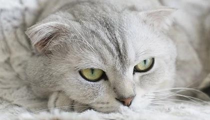 九游娱乐APP-星际争霸2“银河争锋”线下预选赛火热开启，银河星际争霸指南