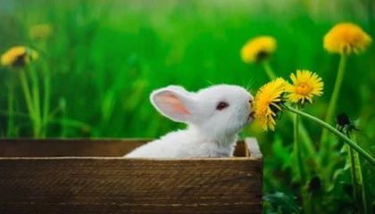 九游APP-西甲精彩逆转，专家从数据角度叙述战术调整成效，西甲球队vll